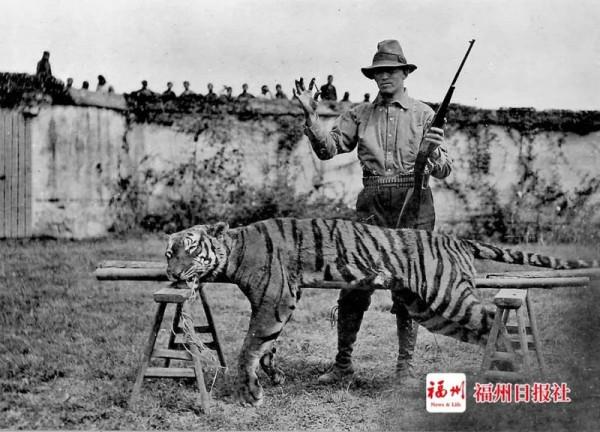 福州一隻“老虎”!藏在哈佛大學圖書館…… 福州一隻“老虎”!藏在哈佛大學圖書館……