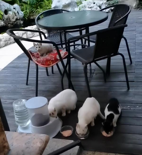 流浪母貓帶著3個孩子，主動上門求收養：求求你別趕我們走