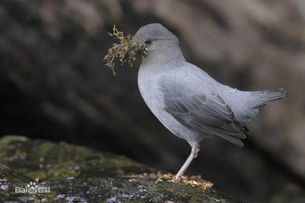 夏日阿拉斯加（紀錄片）
