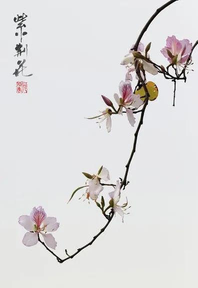 天生麗質一一“招財”的紫荊花（散文）