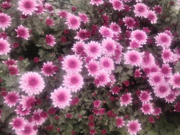 “大咧咧”趙大妮兒