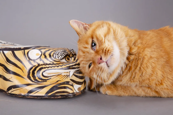 快來數一數，一共幾隻小老虎