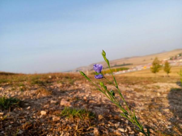 滿目金黃，又想壩上草原了（二）