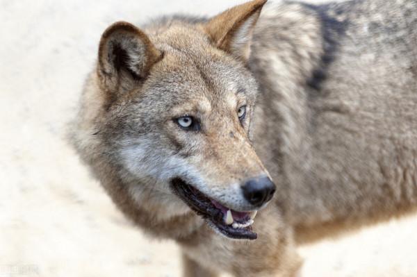 老人用豬頭，請狼群下山，守護全村太平