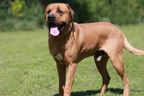 這幾種狗狗長得很“威猛”,一看就惹不起 這幾種狗狗長得很“威猛”,一看就惹不起