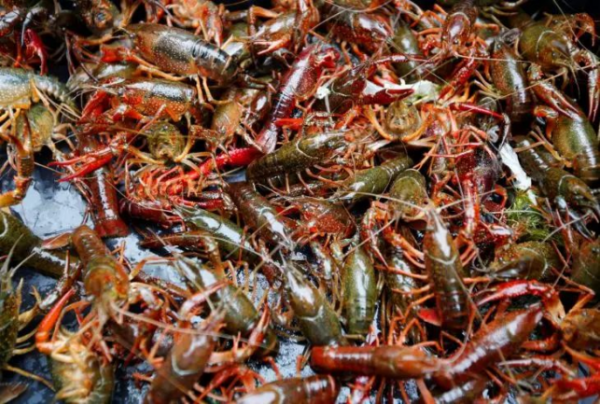 小龍蝦為什麼會成為入侵物種?一探小龍蝦究竟 小龍蝦為什麼會成為入侵物種?一探小龍蝦究竟