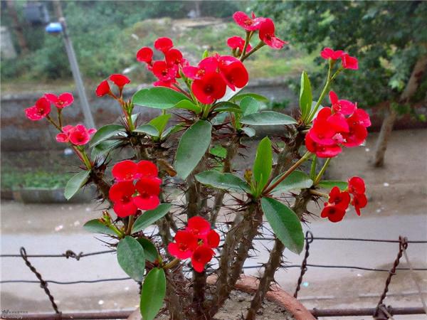 超級適合佛系的人養的5種植物，不用管都能爆盆開花