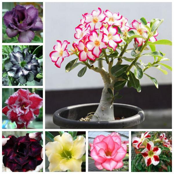 5種漂亮花，冬天“愛睡覺”，少水“缺糧”多曬曬才能長得好