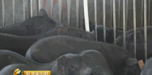 “劉強東式”的成功：村民湊錢助他上北大，38年後送每人一棟別墅