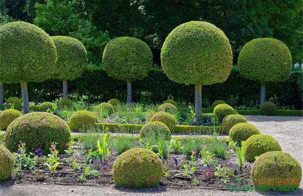 為什麼不建議在院子裡種整形植物