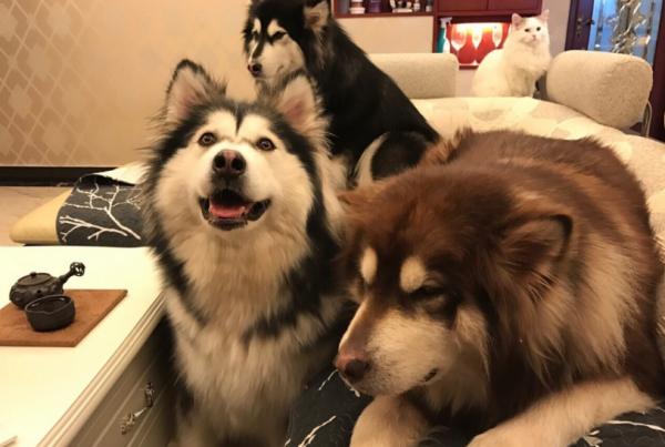 阿拉斯加犬這些怪癖,並不是貪玩,而是缺“元素”了 阿拉斯加犬這些怪癖,並不是貪玩,而是缺“元素”了