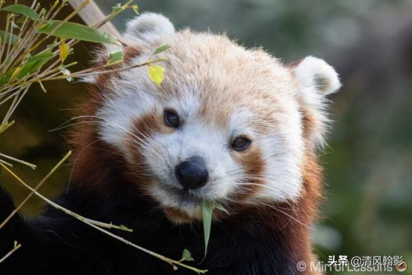 佳能微單800和600長焦鏡頭怎麼樣?不算權威的評測瞭解下 佳能微單800和600長焦鏡頭怎麼樣?不算權威的評測瞭解下