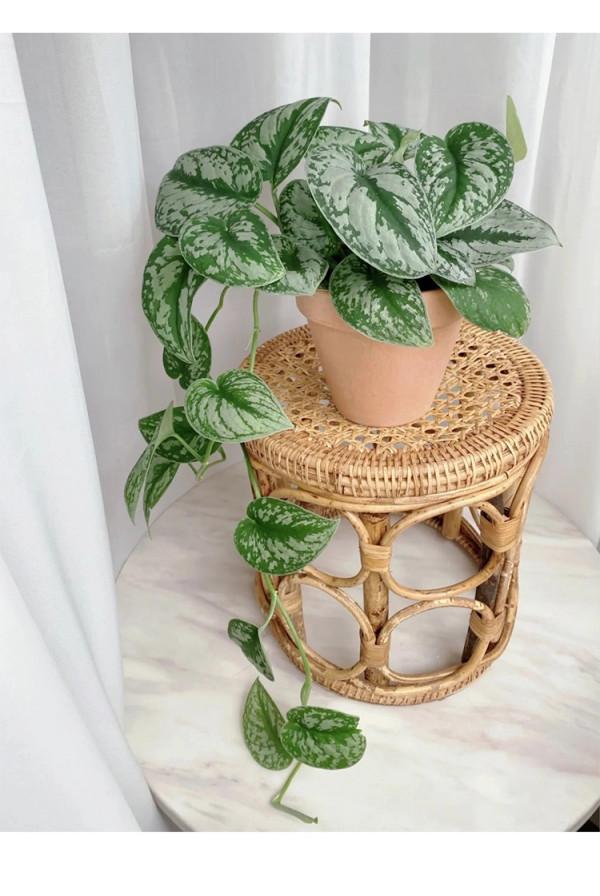 38種超級耐陰的花,沒光也能養爆盆,養在陽臺客廳超有範兒 38種超級耐陰的花,沒光也能養爆盆,養在陽臺客廳超有範兒