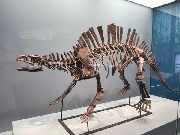 今天,邀請你一起去湖南省地質博物館,看萬物征途 今天,邀請你一起去湖南省地質博物館,看萬物征途