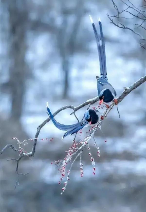 百鳥歡歌齊飛翔