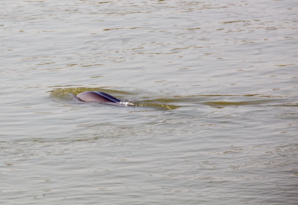 來自長江的微笑，請查收