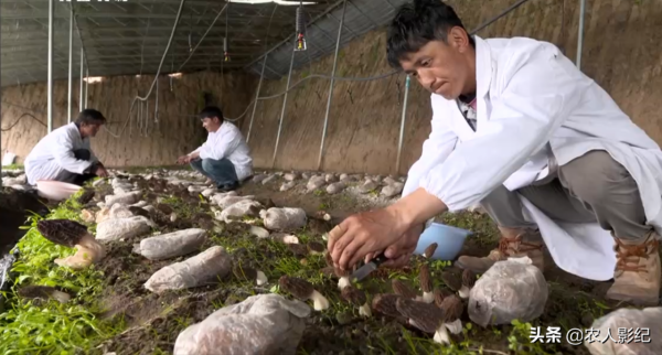 青海小夥用陳年牛糞種植羊肚菌，牛糞變“金疙瘩”，創下百萬財富