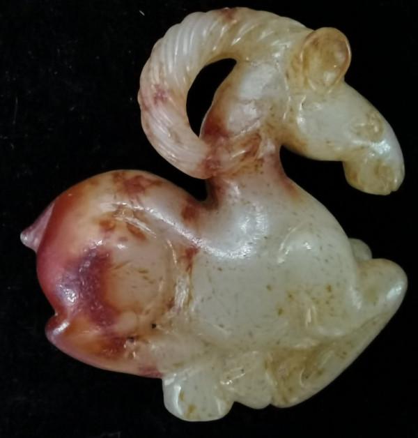 一隻紅沁大角羊