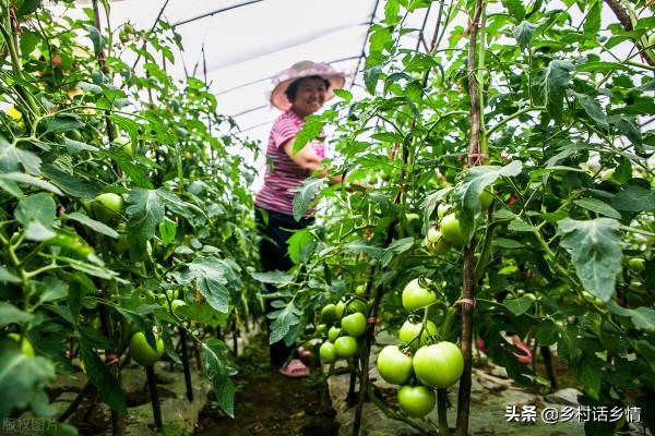 種蔬菜別光顧施肥,把這兩點弄明白了,種啥菜產量也不成問題 種蔬菜別光顧施肥,把這兩點弄明白了,種啥菜產量也不成問題