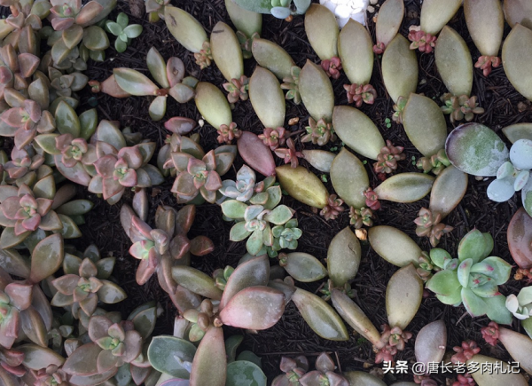 養肉養貓兩難全,為了不讓貓刨自己的多肉,大家都用了哪些辦法? 養肉養貓兩難全,為了不讓貓刨自己的多肉,大家都用了哪些辦法?