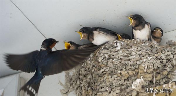 為什麼喜鵲窩不怕雨雪？它的&OpenCurlyDoubleQuote;高層別墅&rdquo;敗絮其外，金玉其中