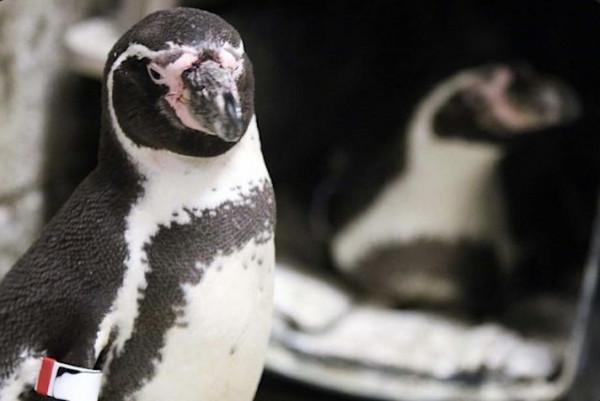 紐約一對企鵝&OpenCurlyDoubleQuote;夫夫&rdquo;真的孵出了小寶寶！曾用假蛋小心練習