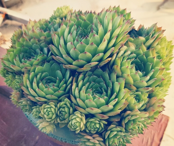 冬天養觀音蓮，捨不得孩子套不著狼，多“凍一凍”狀態越來越好