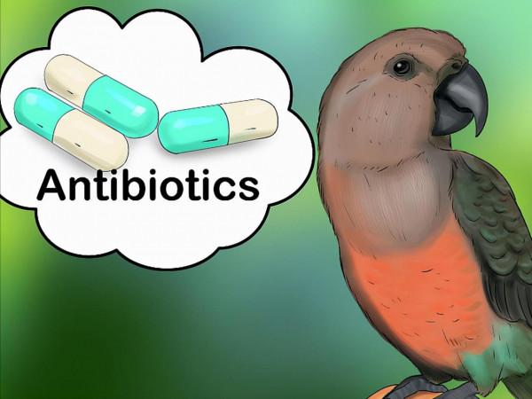 鸚鵡熱只是一種鳥病嗎?7名患者1例醫治無效,醫生帶你瞭解一下 鸚鵡熱只是一種鳥病嗎?7名患者1例醫治無效,醫生帶你瞭解一下