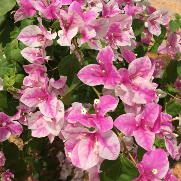 品種大全丨奼紫嫣紅的三角梅,驚豔你的可不是它的花…附品種介紹 品種大全丨奼紫嫣紅的三角梅,驚豔你的可不是它的花…附品種介紹