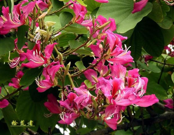 紫荊花，花大豔麗似彩蝶