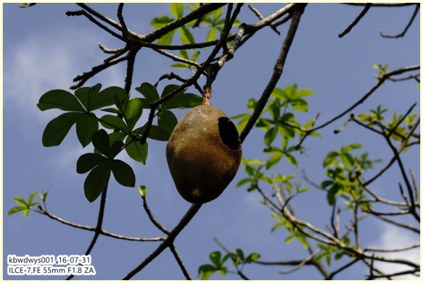 生活雜記:坡島散記08——流連忘返植物園 生活雜記:坡島散記08——流連忘返植物園