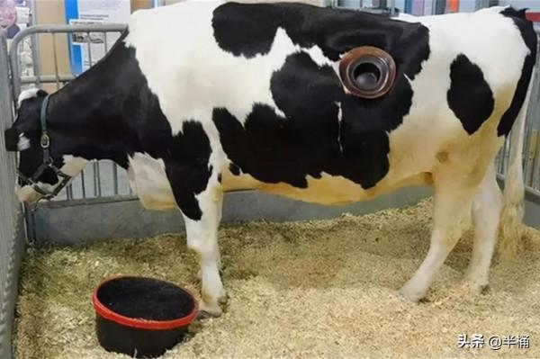 美國人養牛為什麼要在牛身上開個洞？我國為什麼沒有推廣此法？