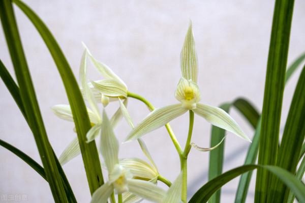 適合居家養植的盆栽，有哪些？