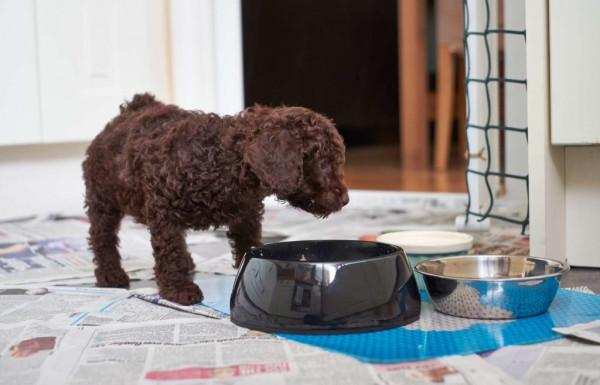 主人這些行為,會讓泰迪“討厭”,你做過嗎? 主人這些行為,會讓泰迪“討厭”,你做過嗎?