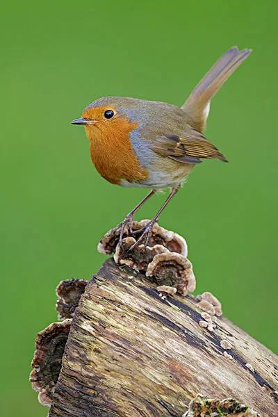分享圖片——知更鳥（上帝之鳥）