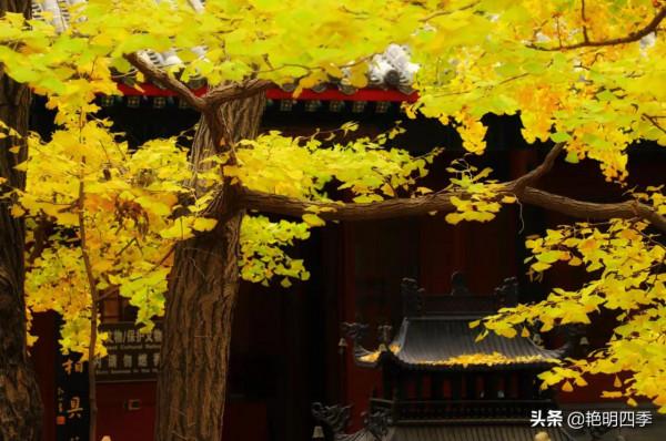 紅螺寺的秋,即使在陰霾的天氣,也是如此金黃燦爛 紅螺寺的秋,即使在陰霾的天氣,也是如此金黃燦爛