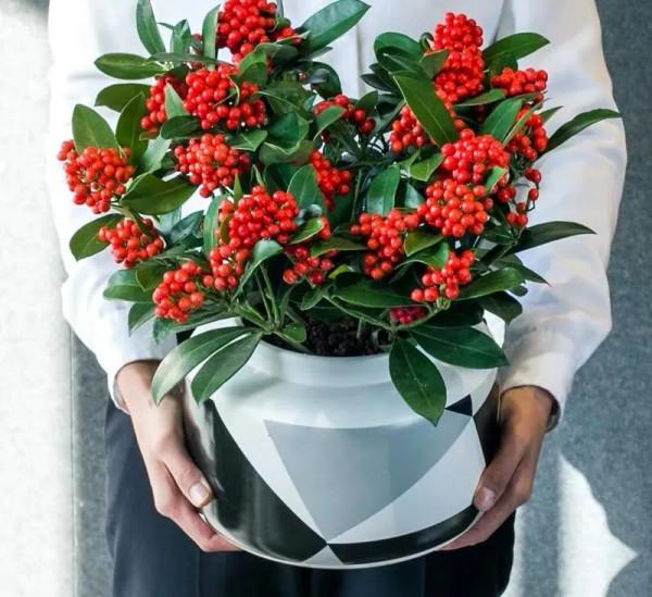 8種“貴族花”，實在太奢侈，動輒上千元，家裡有礦才敢買