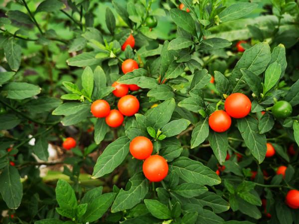 天冷了,冬珊瑚的果子紅豔豔的,家中可以擺上這一盆吉慶果 天冷了,冬珊瑚的果子紅豔豔的,家中可以擺上這一盆吉慶果