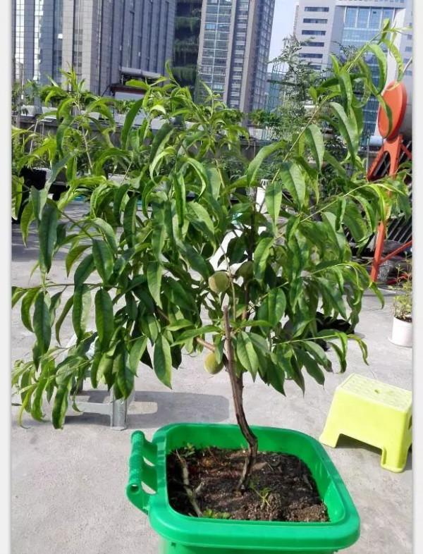 五年換四代，樓頂果樹二培桶經歷了考驗