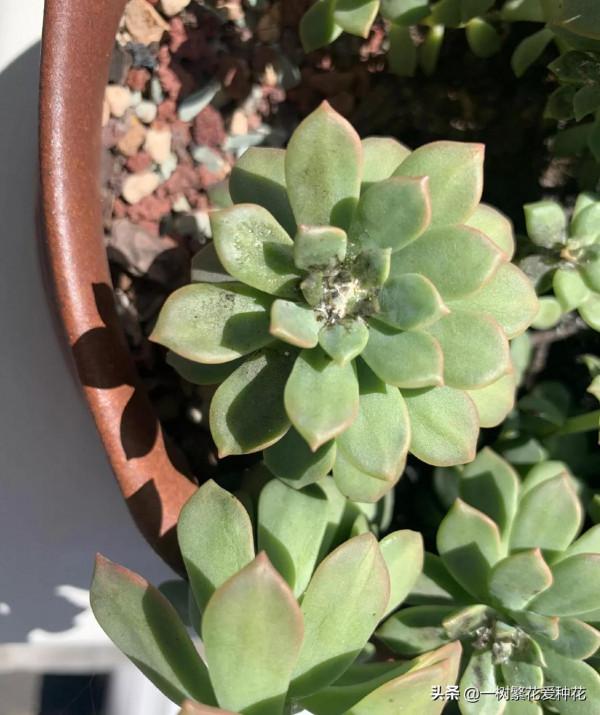 多肉常見問題：化水、黑腐、病蟲害，大家發圖，我來診斷和治療