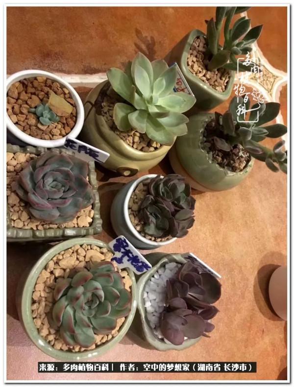 北陽臺黨，也有個多肉花園夢