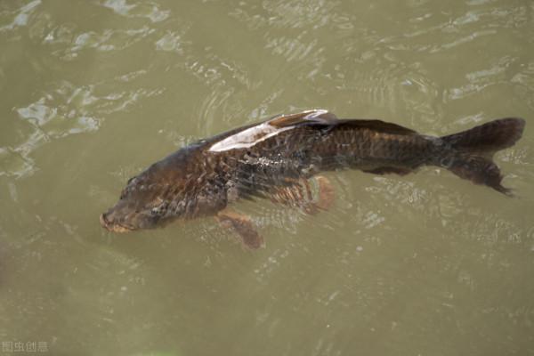 我在山區天然河流中釣到過這10種魚，這些魚中你釣到過幾種？