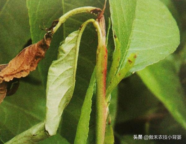 梨小食心蟲會造成爛果和枯梢，學會這些蟲害防治技巧很必要