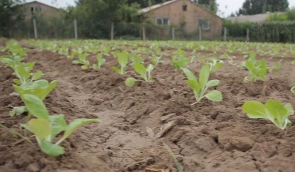 大白菜生長緩慢,是根部出了問題,4個方面農戶別忽略 大白菜生長緩慢,是根部出了問題,4個方面農戶別忽略