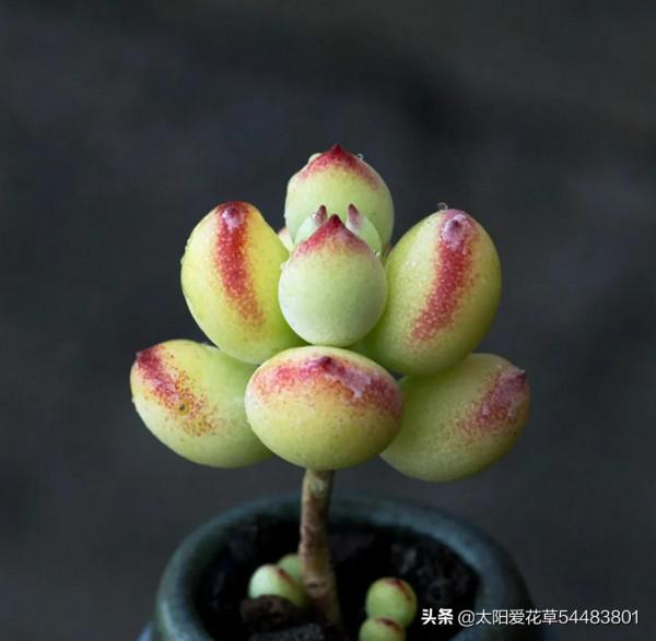 4種多肉愛爆側芽,養成手捧花,美得不要不要的 4種多肉愛爆側芽,養成手捧花,美得不要不要的