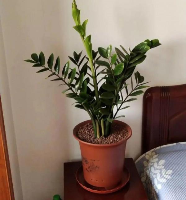 注意!花盆要是太深,養花要注意,很容易爛根 注意!花盆要是太深,養花要注意,很容易爛根