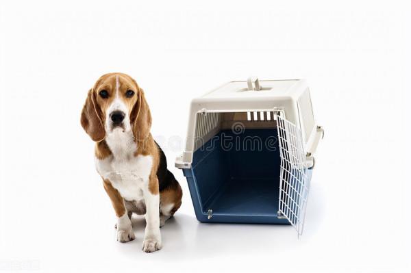 寵物旅遊託運攻略｜比茶卡鹽湖更夢幻更美麗的地方—大果旦翡翠湖