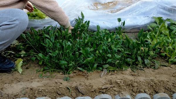 菠菜抽薹是什麼原因？如何避免