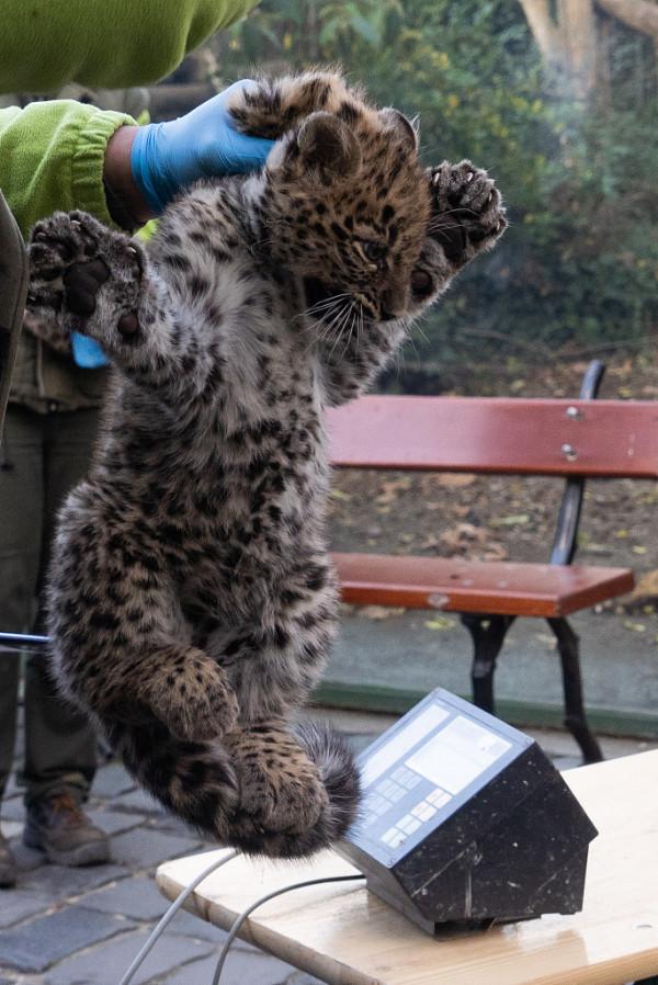 滿臉不情願！匈牙利波斯豹幼崽接受體檢