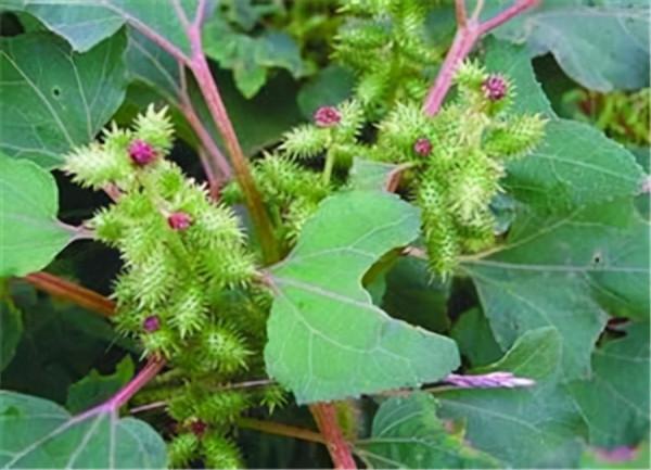 農村裡常見的中草藥 都有哪些功效 (二) 農村裡常見的中草藥 都有哪些功效 (二)